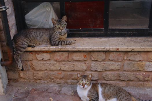 Two cats relaxing on a stone ledge by a brick wall, urban setting.