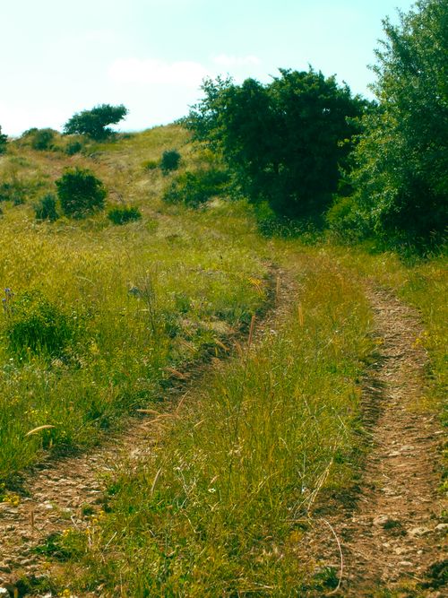 Free Explore a tranquil rural dirt road surrounded by lush greenery and trees under a clear sky. Stock Photo