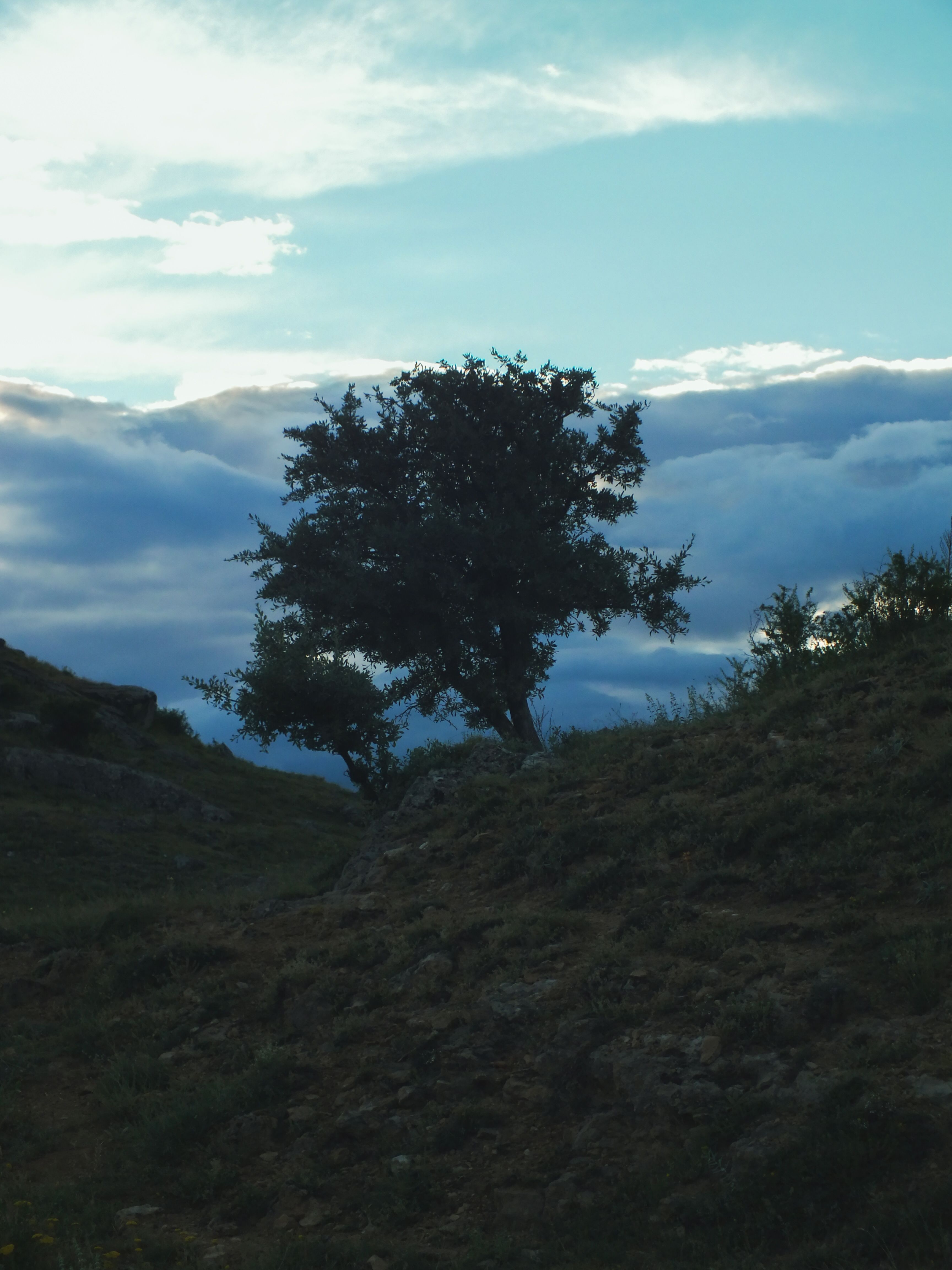 A lone tree on a hillside with clouds in the sky · Free Stock Photo