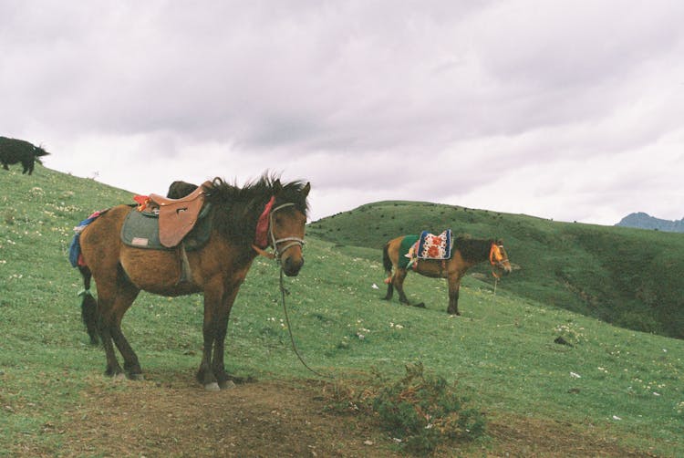 Horses Grazing On Green Hill In Mountains Landscape