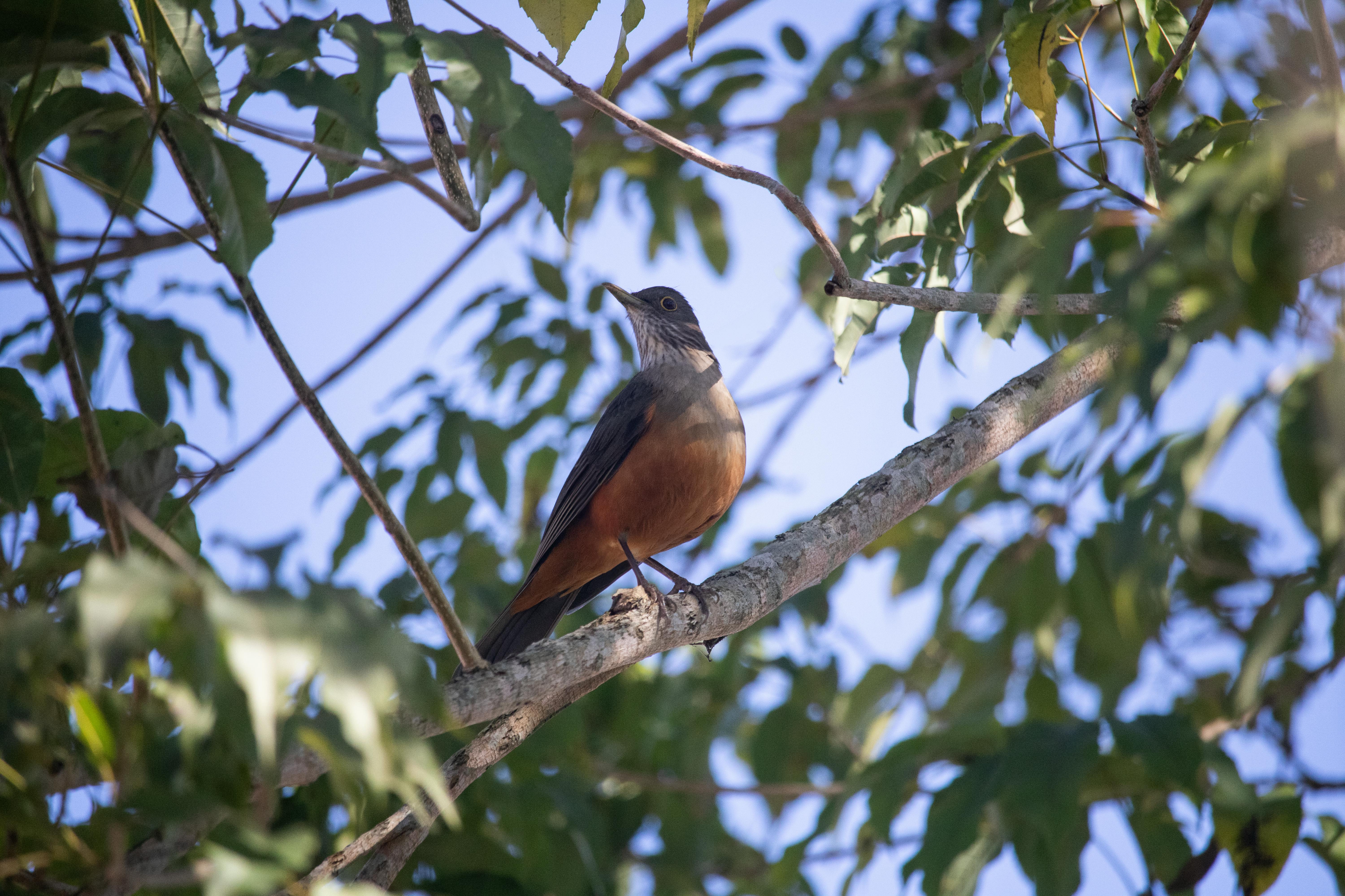 Rufous-bellied thrush perched on a branch in Curitiba, Brazil.