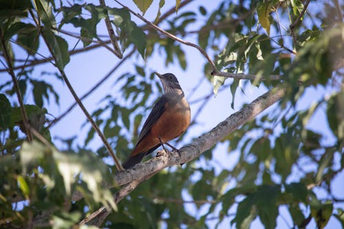 Foto profissional grátis de árvore, ave, brazilian birds