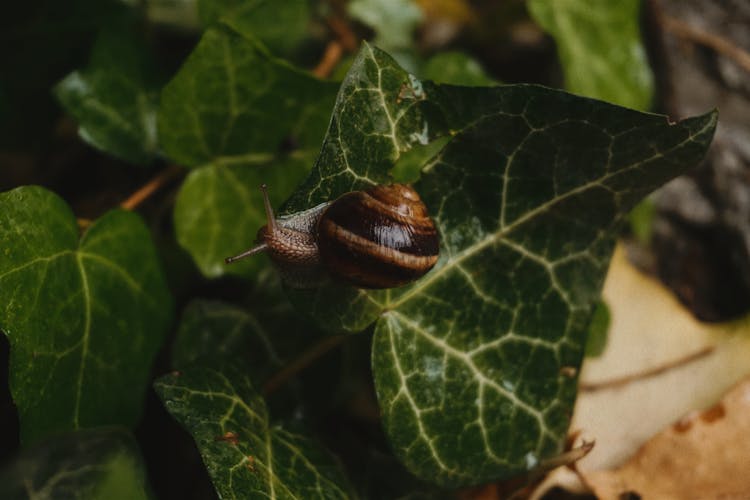 Snail On Green Leaves