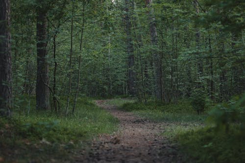 Path in Dark Forest