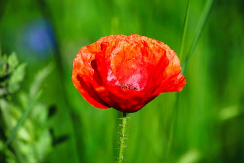 Δωρεάν στοκ φωτογραφιών με papaver rhoeas, ανθισμένος, γκρο πλαν