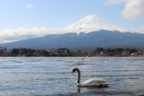 Swan on Lake with Fuji Mountain behind