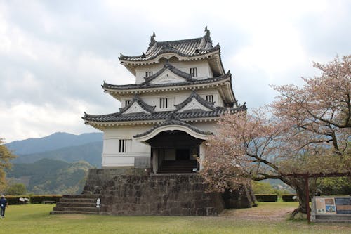 Immagine gratuita di albero in fiore, castello di uwajima, ehimè