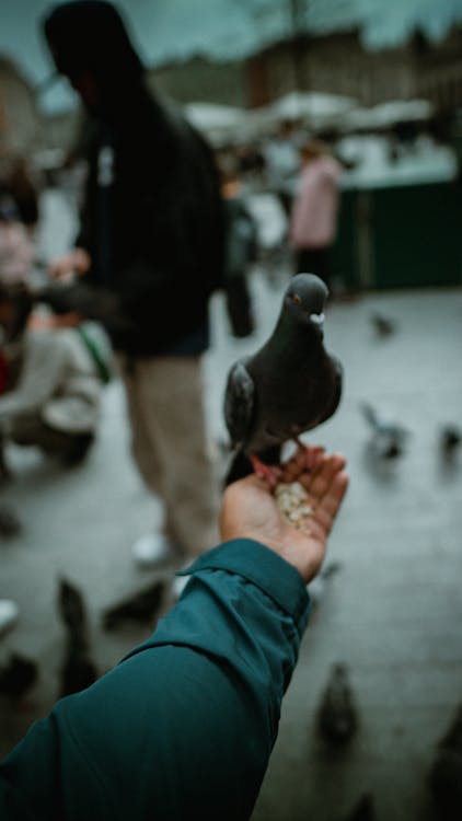 手から食べる鳥の無料の写真素材