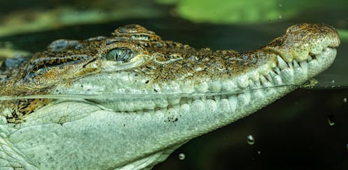 Foto d'estoc gratuïta de cocodril d’aigua salada, depredador, fotografia d'animals