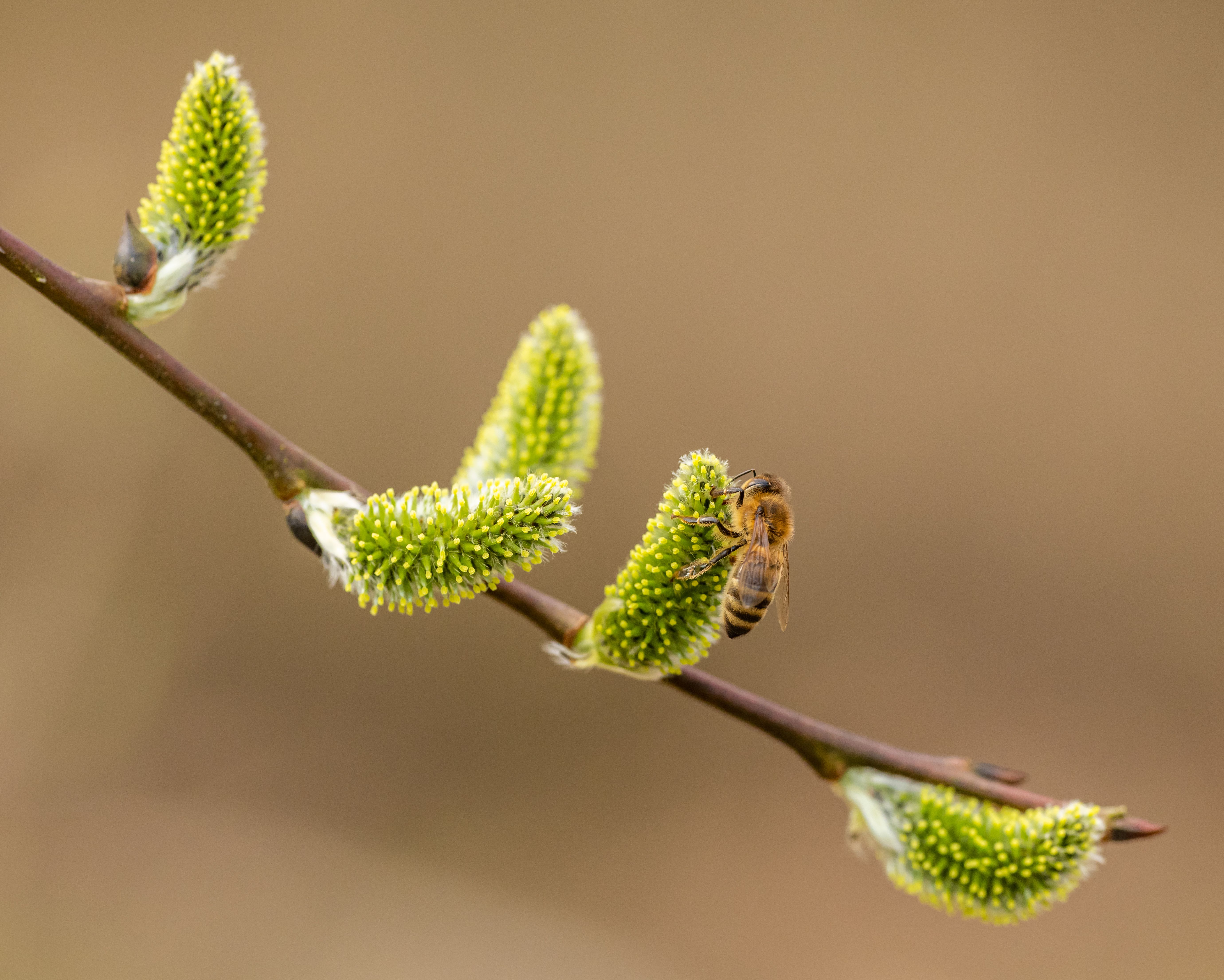Pollen Count