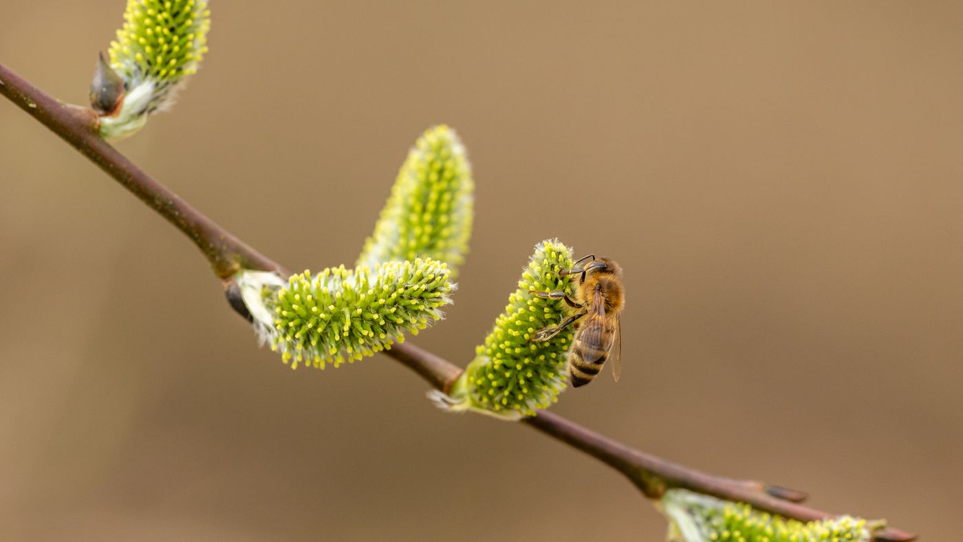 Pollen Count