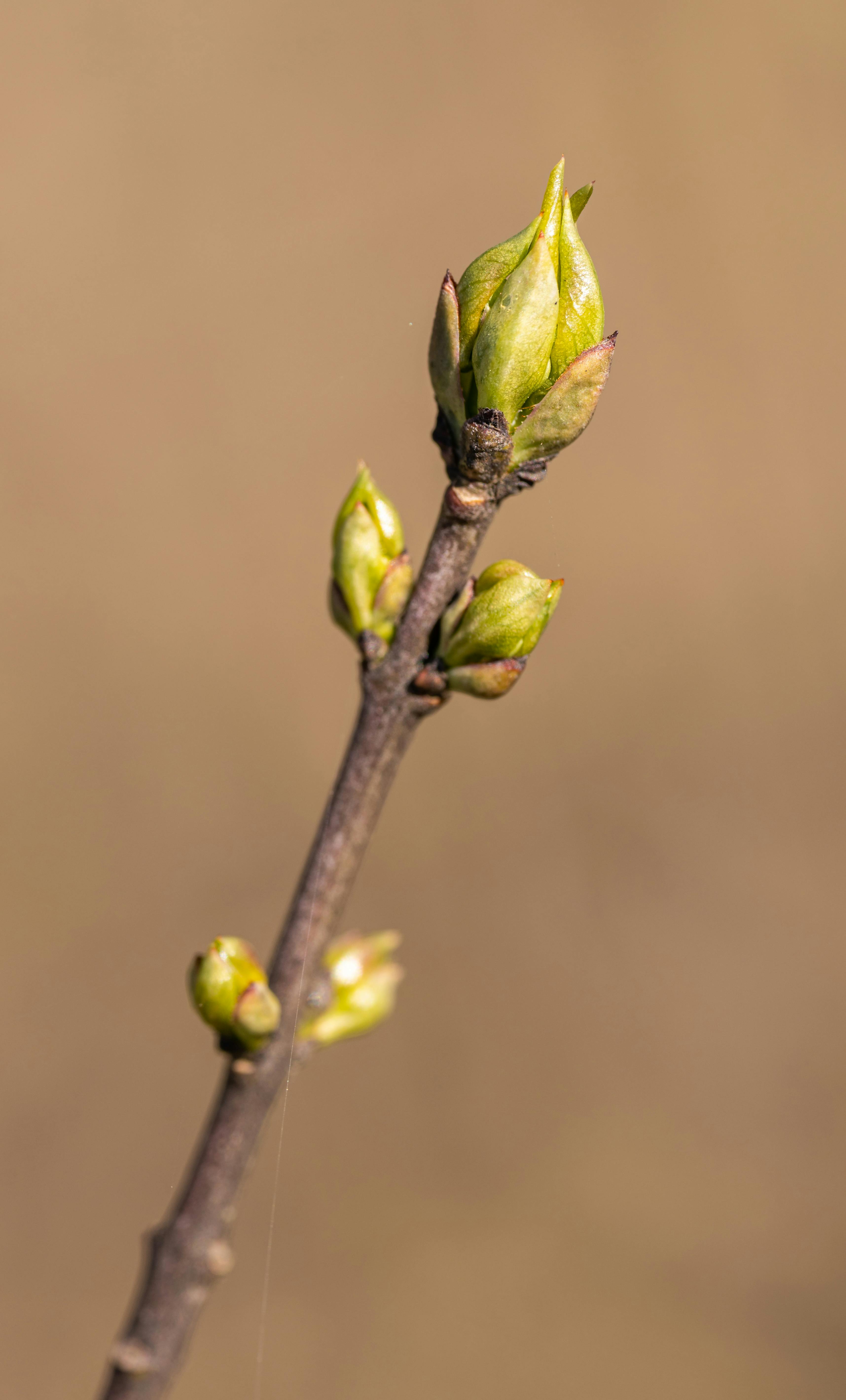 Budding Trees Photos, Download The BEST Free Budding Trees Stock Photos