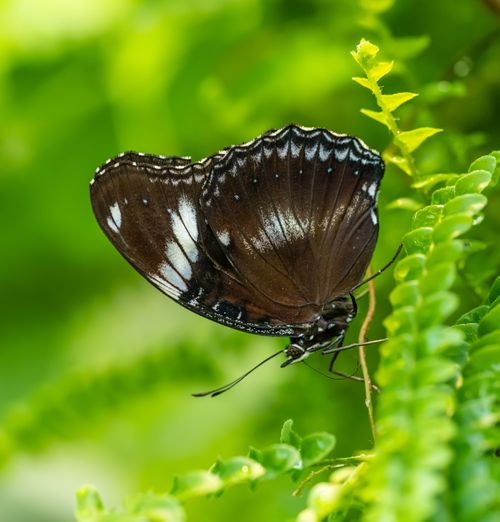 Free Detailed close-up of a Black-and-White Eggfly butterfly resting on vibrant green leaves. Stock Photo