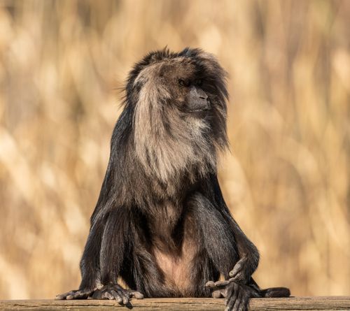 Free Close-up of a Lion-Tailed Macaque sitting outdoors. Captivating pose and vibrant fur details. Stock Photo