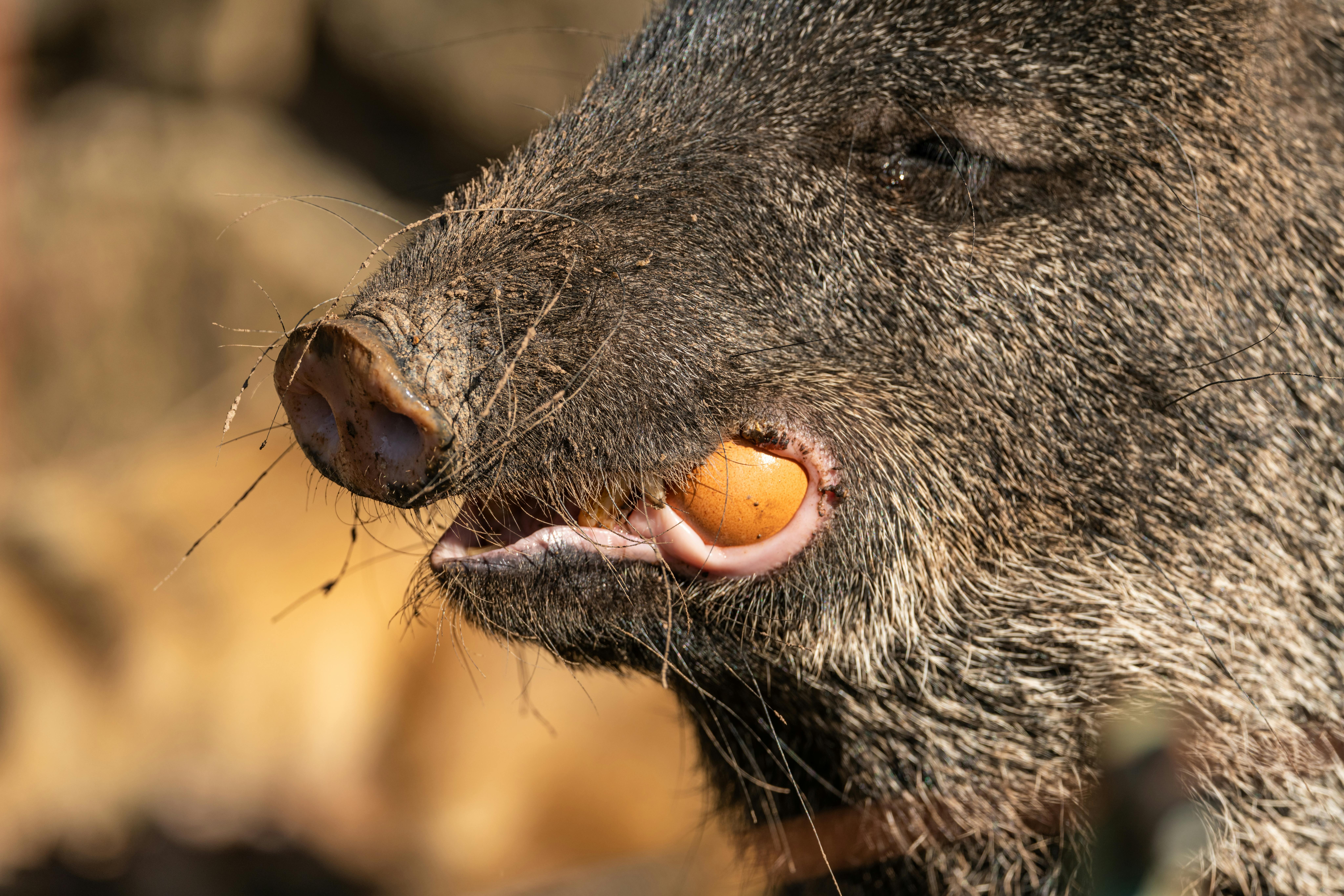 Close-up of a wild boar with coarse dark fur, showing its snout and sharp tusk as it opens its mouth; meanwhile, the warm blurred background emphasizes its rugged features, highlighting wildlife commonly seen on Komodo Island trekking trails.