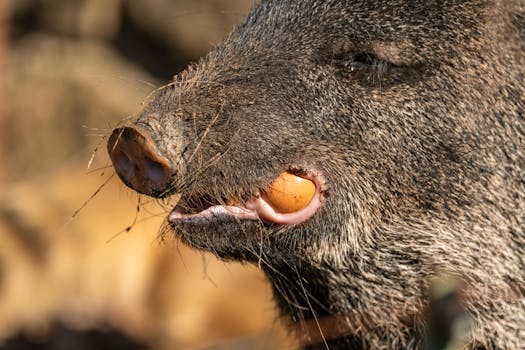 Detailed close-up of a wild boar eating a fruit in natural habitat.