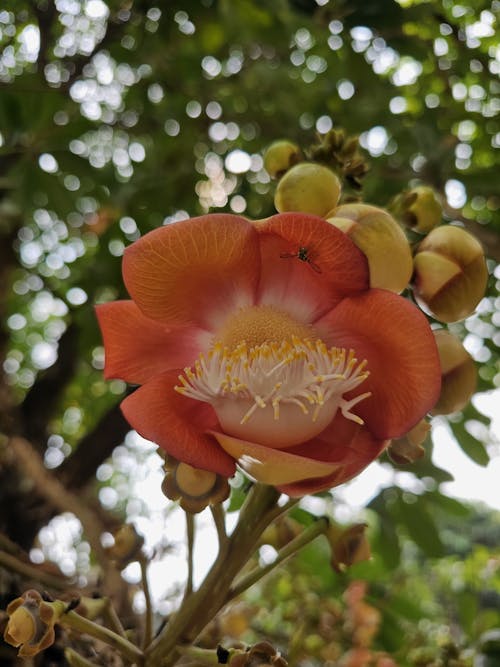 Základová fotografie zdarma na téma cannonball tree, kytka