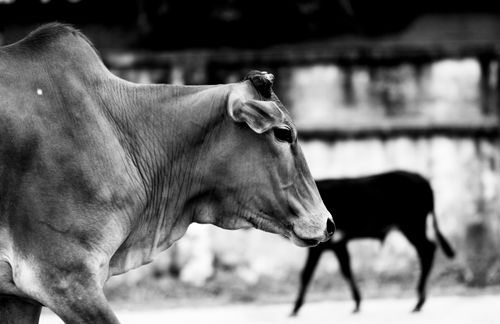 Free Artistic black and white photo of a cow in profile, capturing rural farm ambiance. Stock Photo