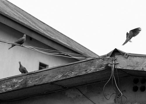 Birds on Cables and Rooftop in City