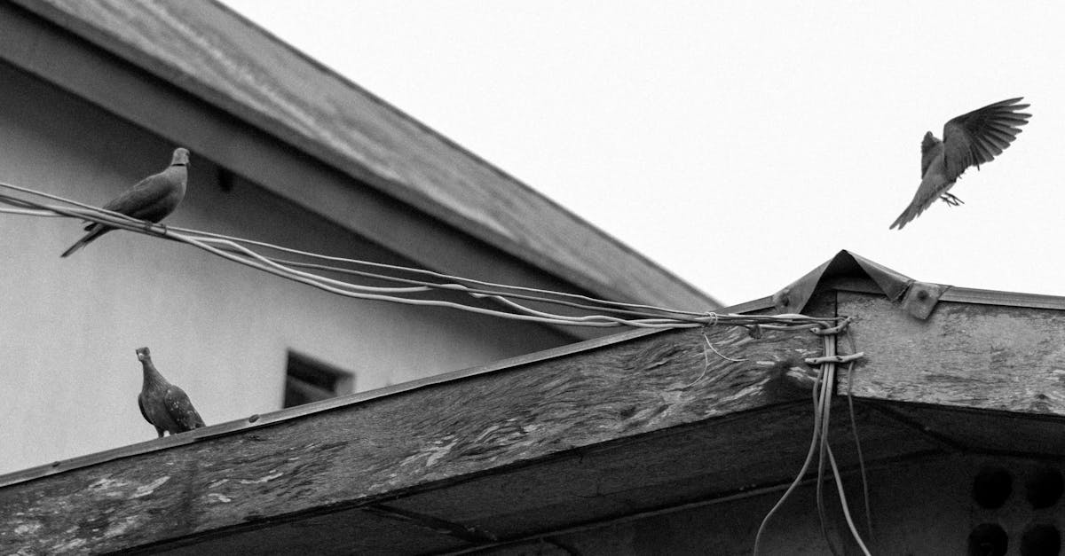 roof repiar oceanside