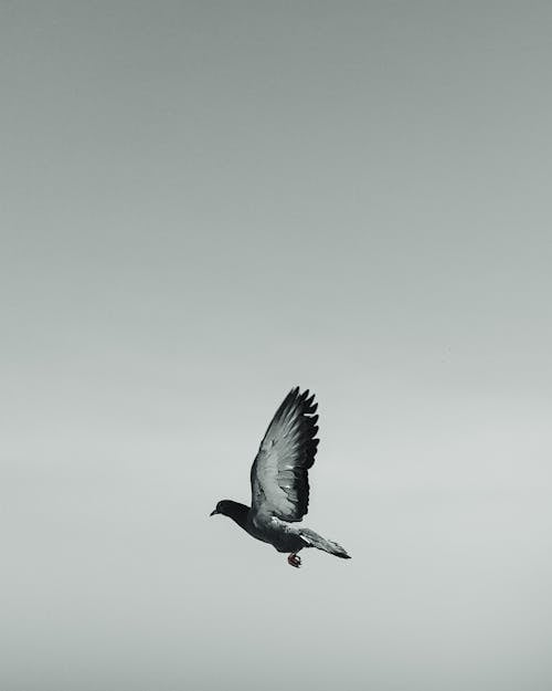 Flying Pigeon in Black and White