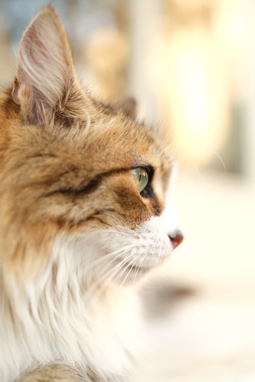 Free A fluffy cat in a close-up profile shot, gazing with curiosity and intensity. Stock Photo