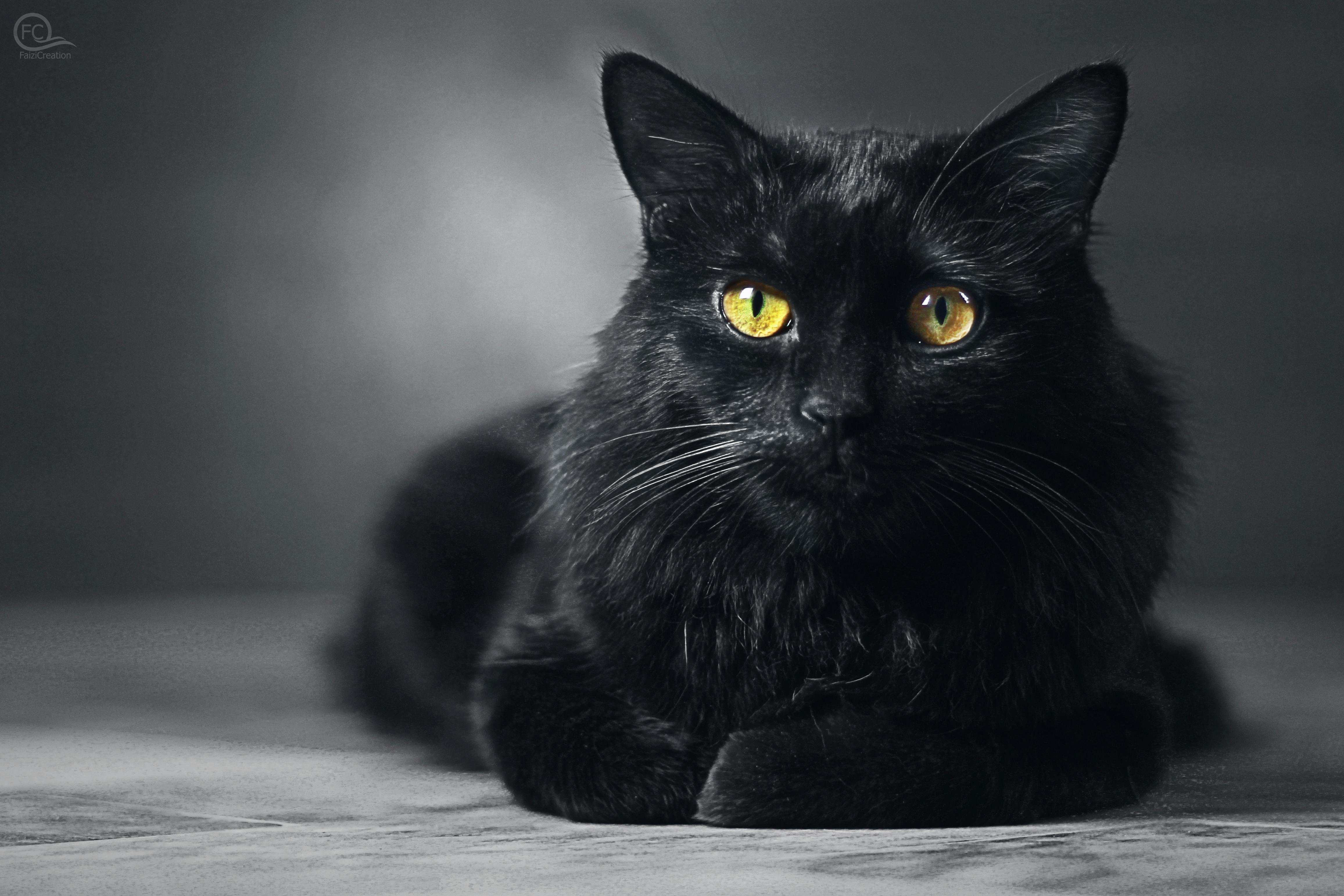 Faizicreation ネコ ロシアの黒猫の無料の写真素材