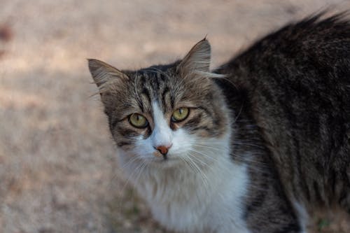 Foto profissional grátis de animal de estimação, cabeça, fotografia animal