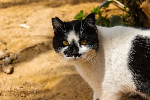 Foto profissional grátis de animal de estimação, areia, foco seletivo