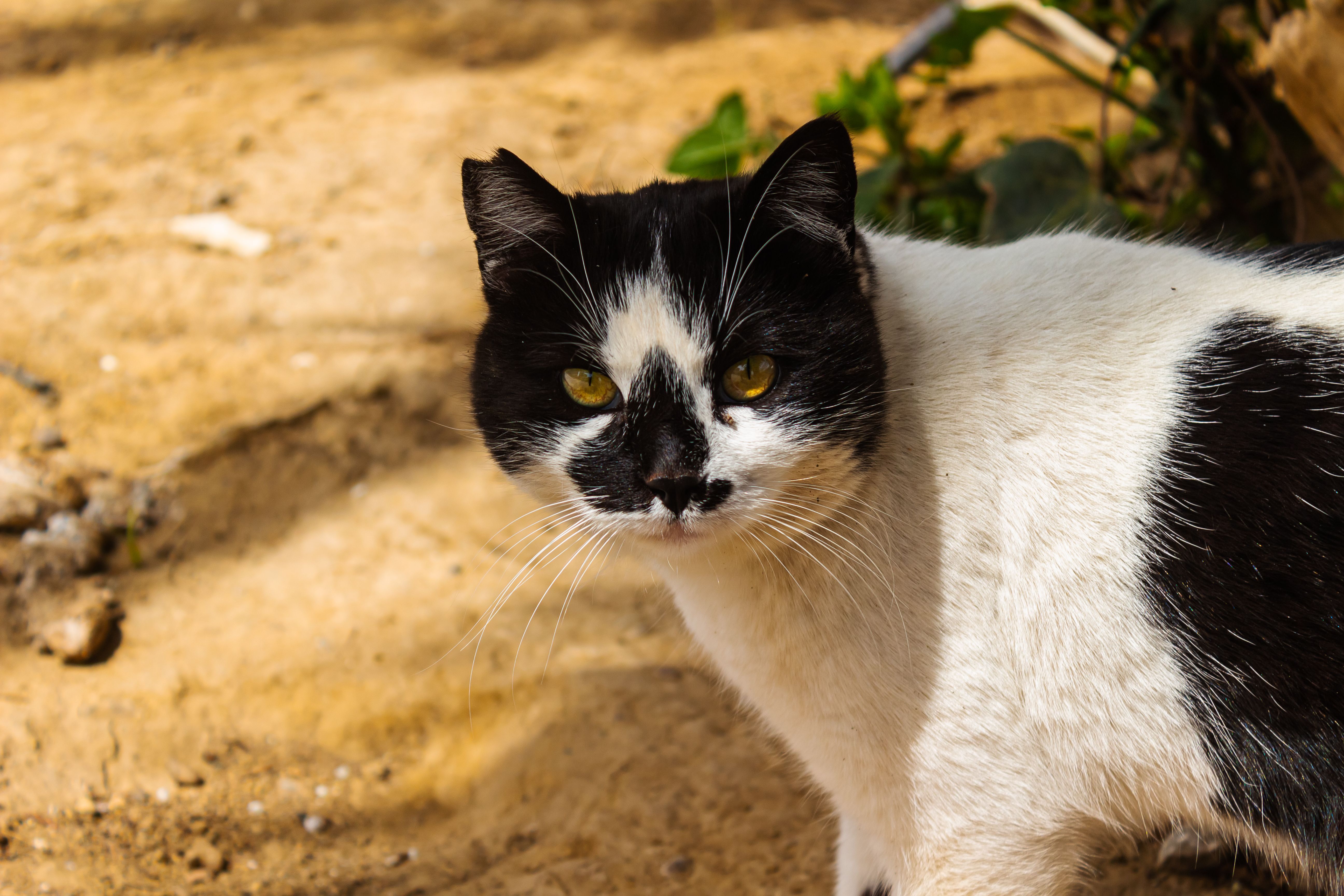 Tuxedo cat meme photos download the best free tuxedo cat meme stock