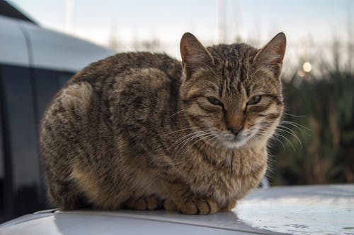 Gratis stockfoto met achtergrond, dierenfotografie, gestreepte kat