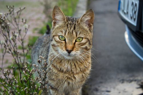 Immagine gratuita di animale domestico, auto, focus selettivo