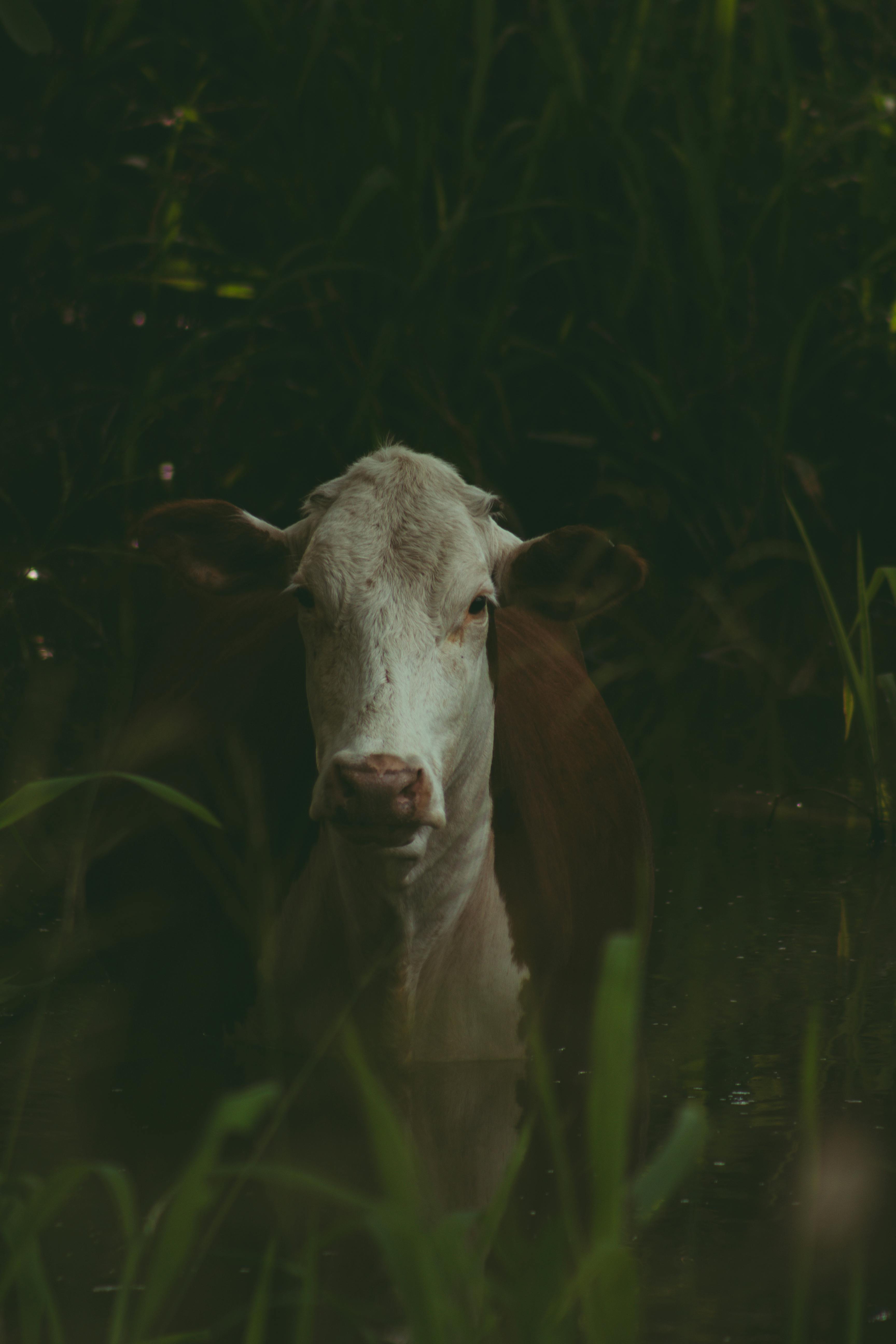 A cow stands amidst lush grass in a rural field near Palenque, Mexico.