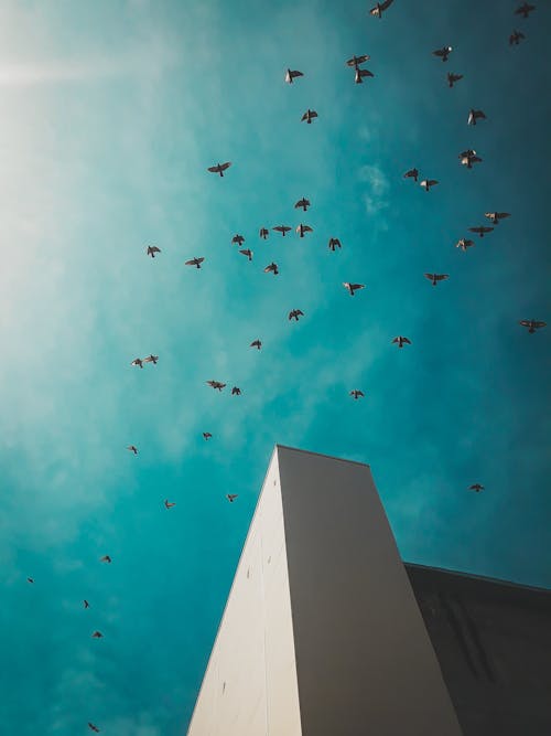 Стая птиц пролетает над бетонным зданием