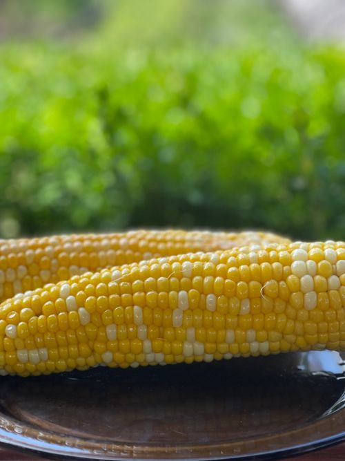 Free Close-up view of fresh corn on a plate with a blurred green garden background. Stock Photo