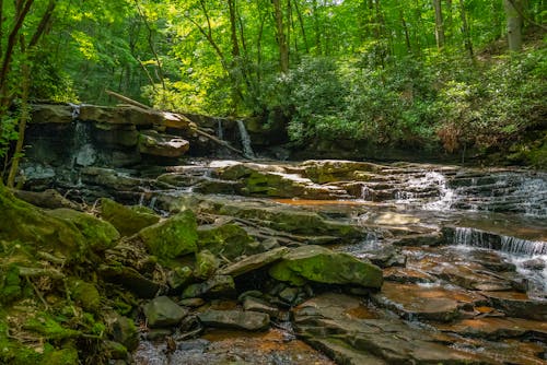 Rocks on Stream in Forest