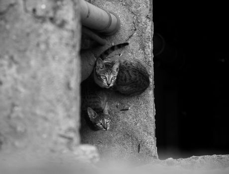 Two urban cats sitting together in a black and white photo, looking up.
