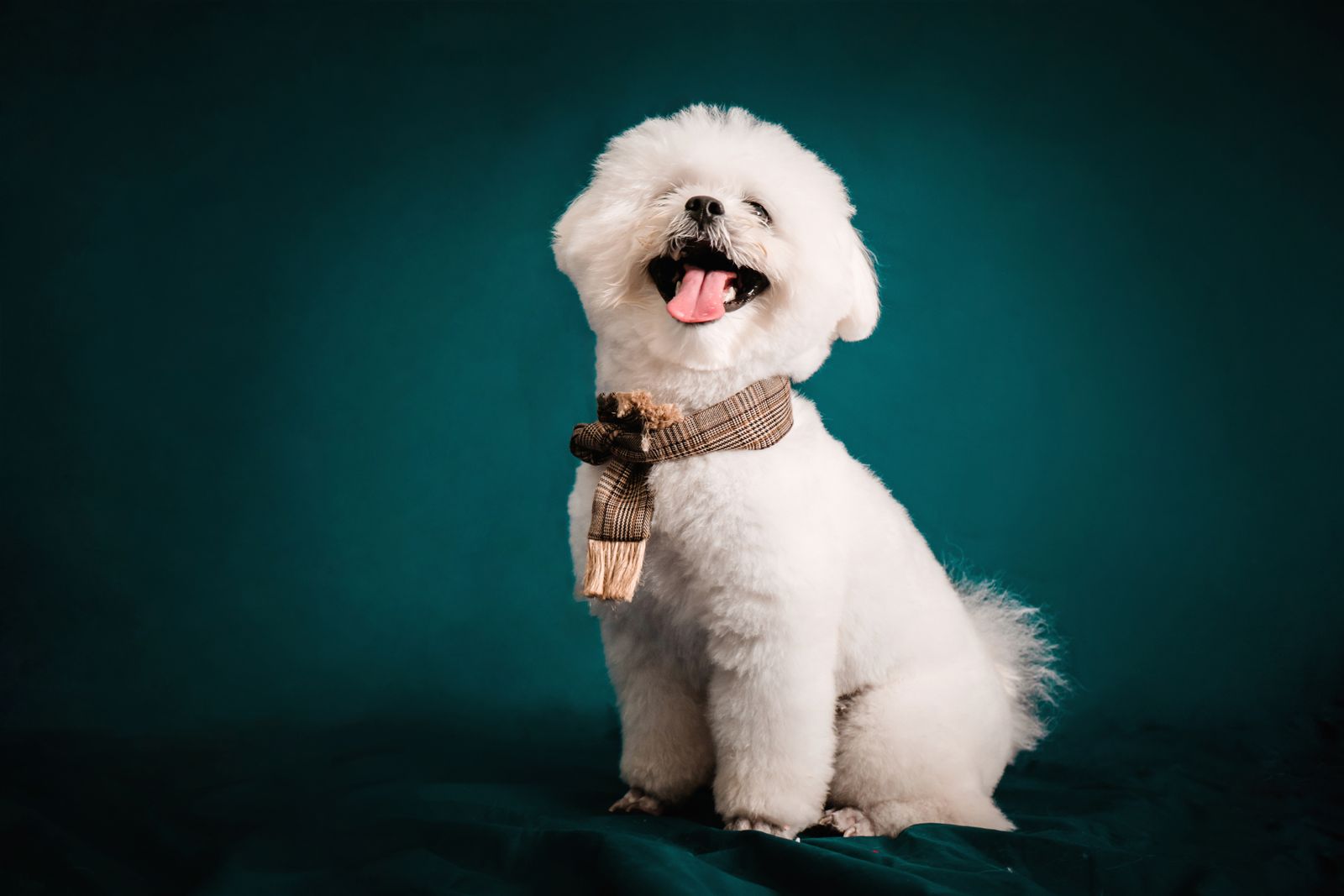 Bichon Frise Birthday Party Ideas: Safe, Sweet, and Actually Fun