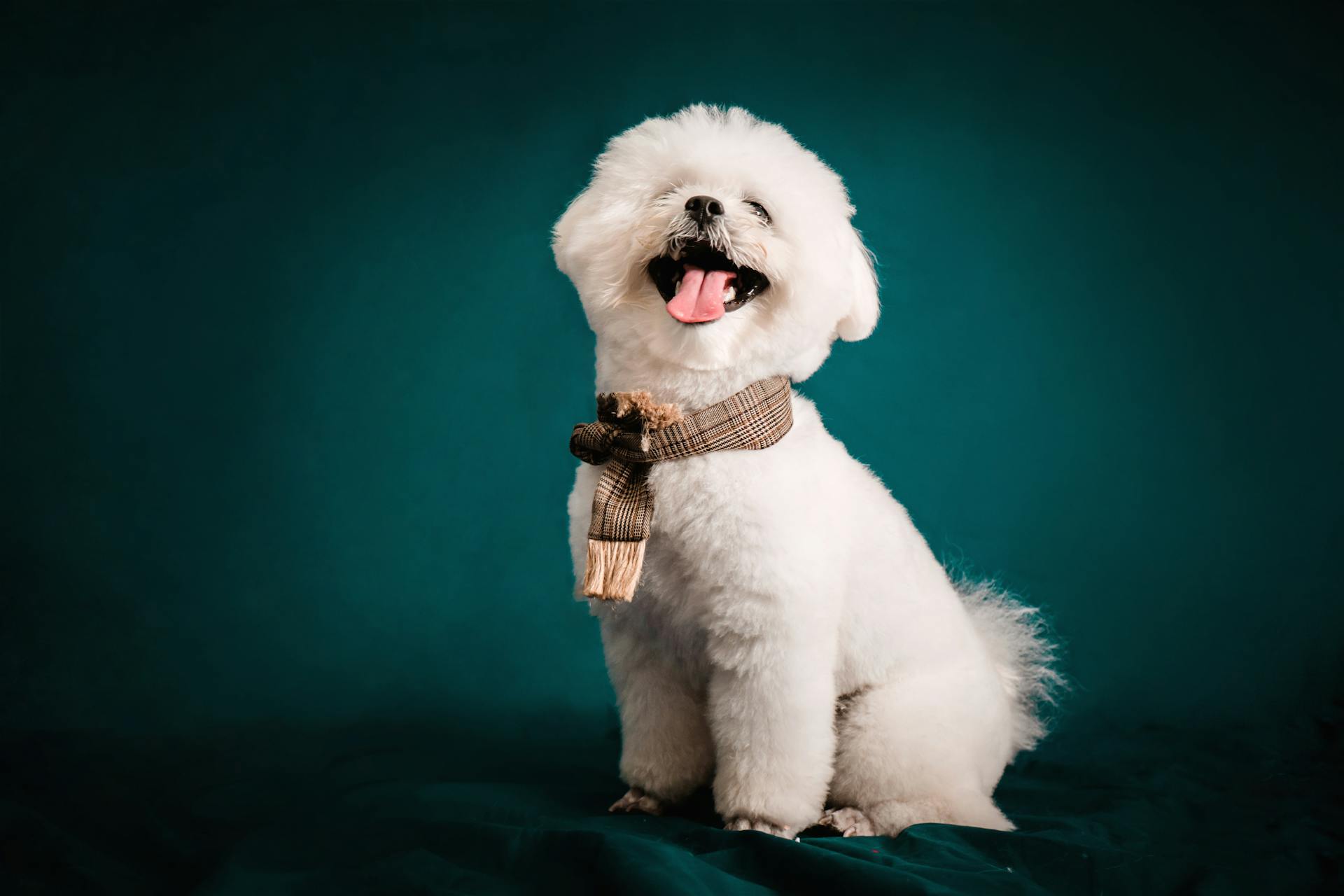 Bichon Frise in Scarf