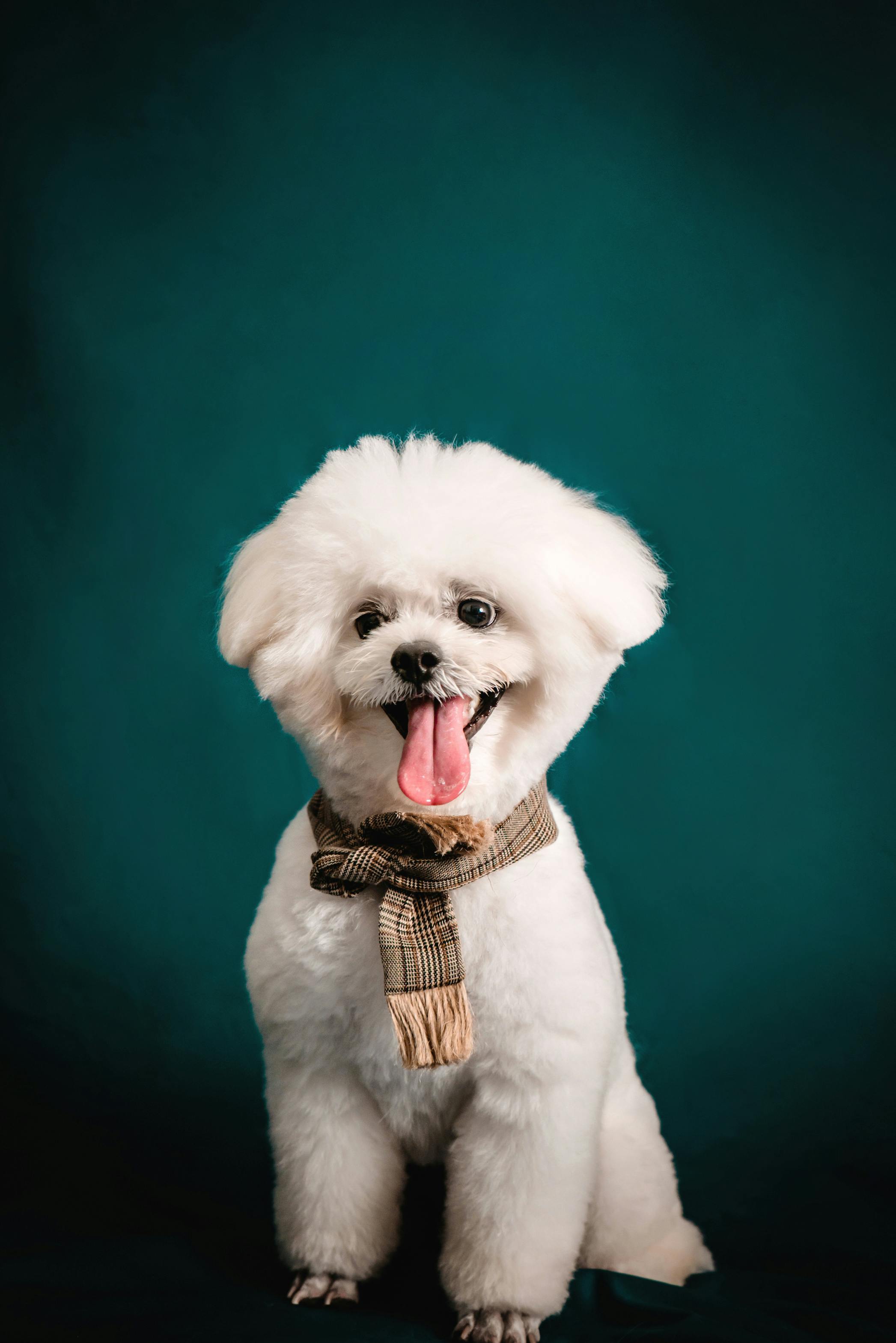 Miễn phí Ảnh lưu trữ miễn phí về áo khoác lông, bichon frise, cắt kiểu chó con Ảnh lưu trữ