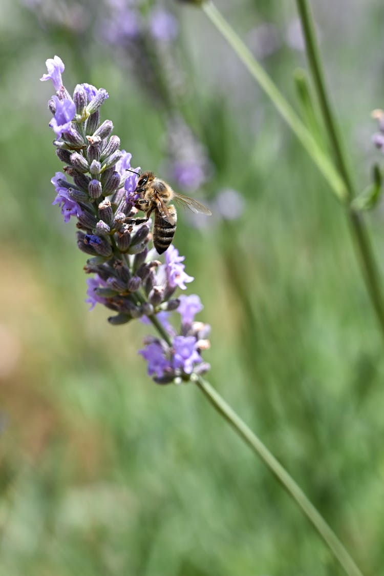 Bee Collecting Nectar From Blue Lavender Flowers