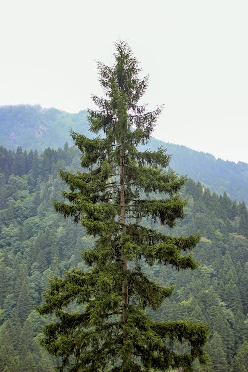 Foto d'estoc gratuïta de arbre, avet, bosc