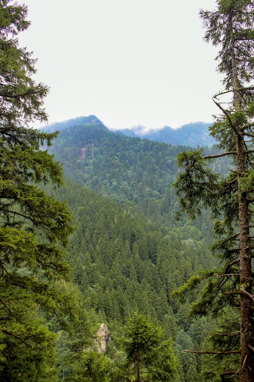 Scenic View of Mountains and Forest 