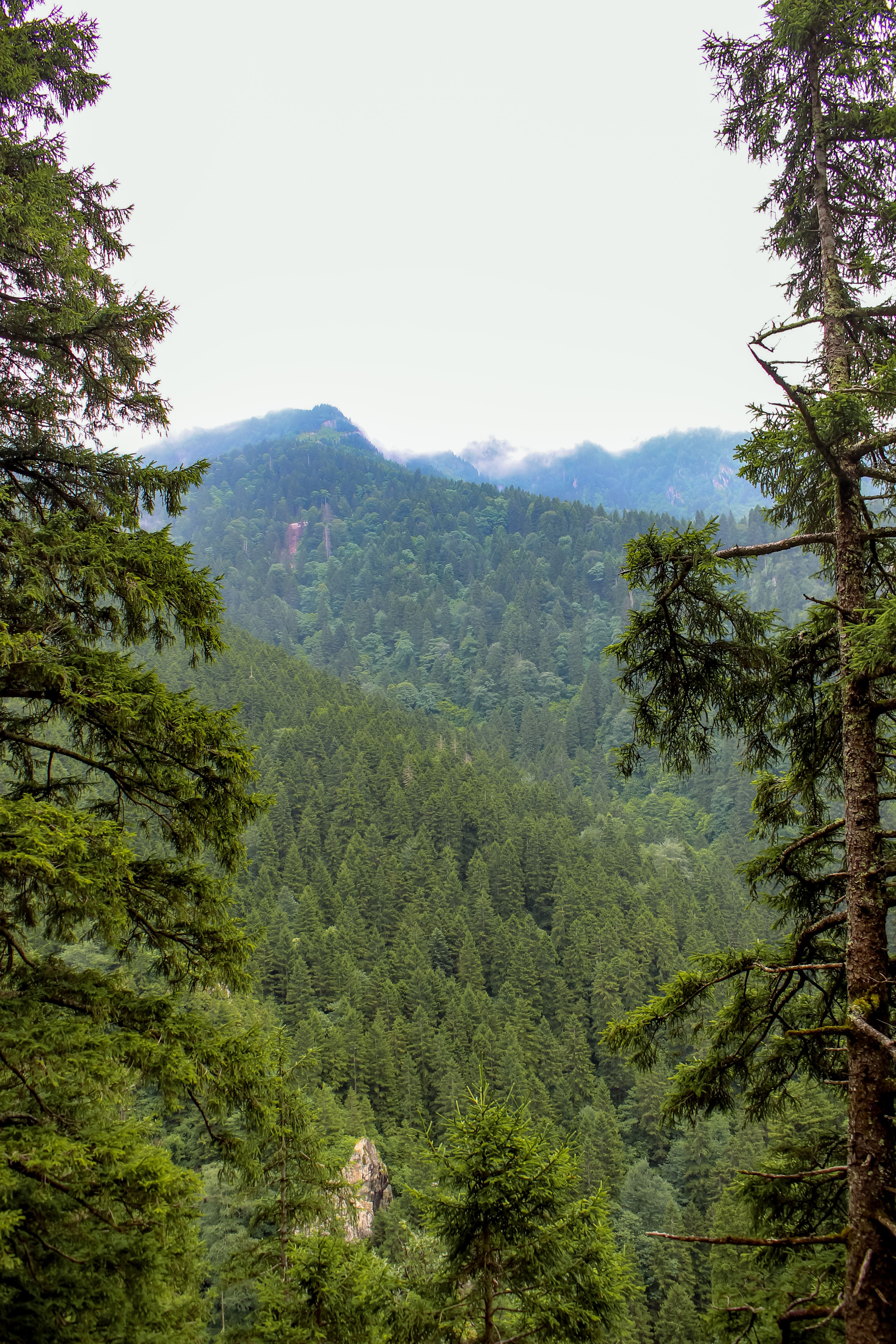 Scenic View of Mountains and Forest · Free Stock Photo