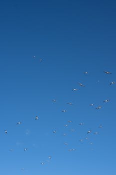 A flock of birds gracefully soaring through a clear blue sky, depicting freedom and nature's beauty.