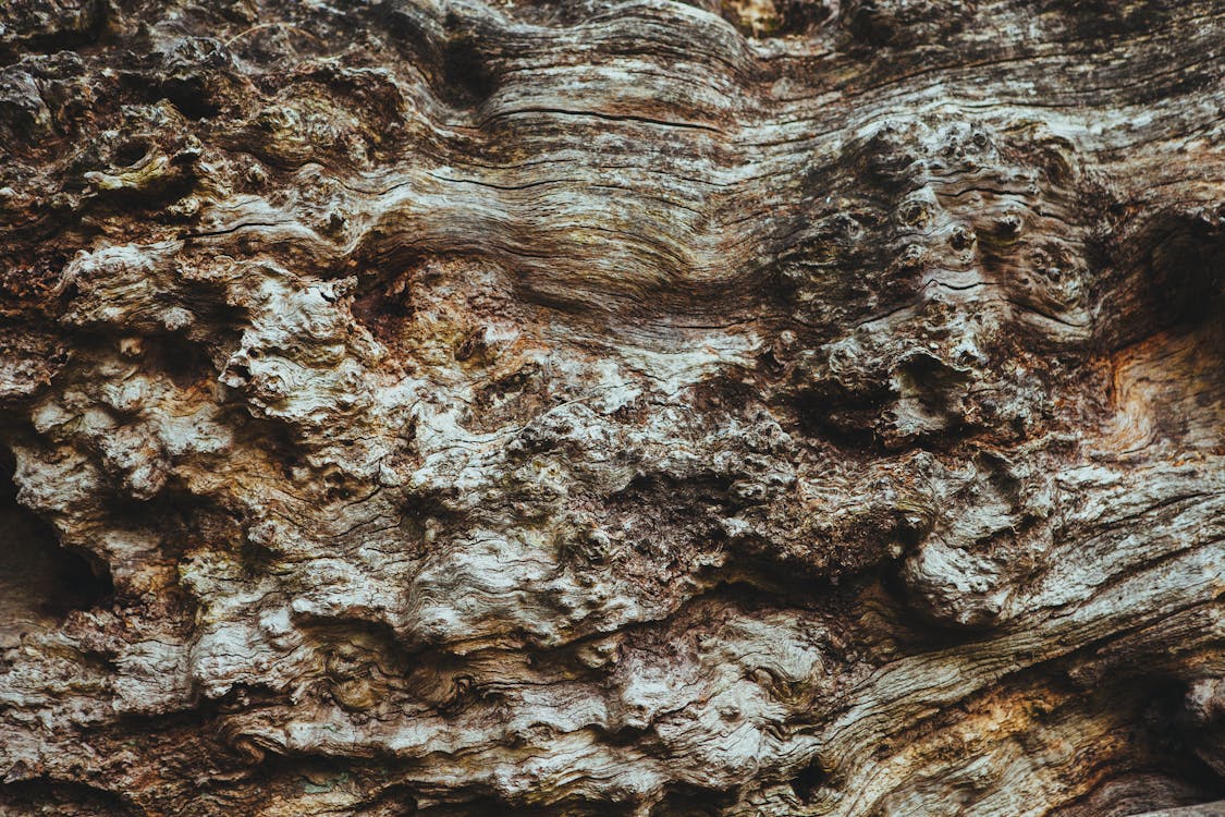 Kostnadsfria Kostnadsfri bild av bark, brun, stam Stock foto