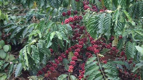 Free stock photo of coffee plant Stock Photo