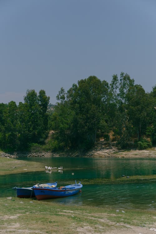 Immagine gratuita di alberi, barche, boschi