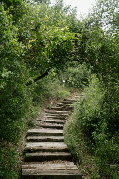 View of Wooden Steps between Green Bushes 