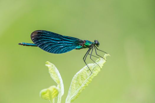 A macro shot of a beautifully detailed green damselfly perched on a leaf in natural light.